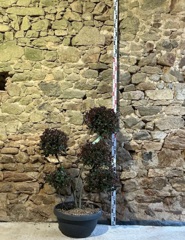 PHOTINIA fraseri CARRÉ ROUGE - Photinia Pot pompons hauteur 090-110 cm