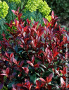 PHOTINIA fraseri CARRÉ ROUGE - Photinia