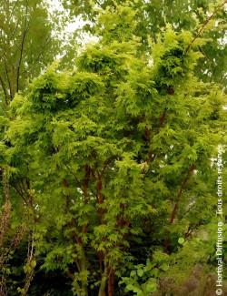 ACER palmatum SENKAKI ou SANGOKAKU - Érable du Japon