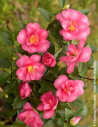 CAMELLIA sasanqua ROSE - Camélia d'automne