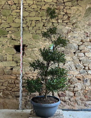 CAMELLIA sasanqua BLANC - Camélia d'automne Pot bonsaï hauteur 160-180 cm