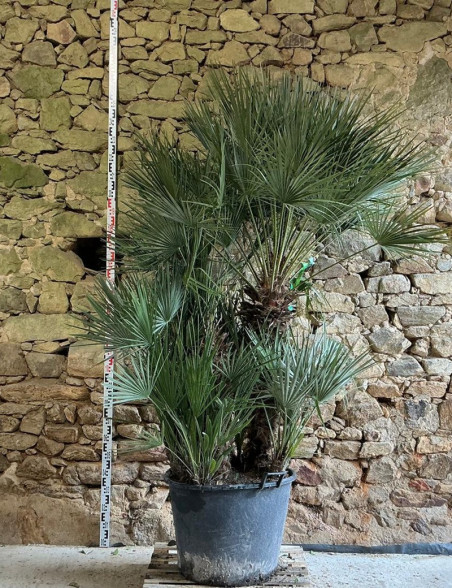 CHAMAEROPS humilis - Palmier nain Pot multi-troncs hauteur 150-200 cm