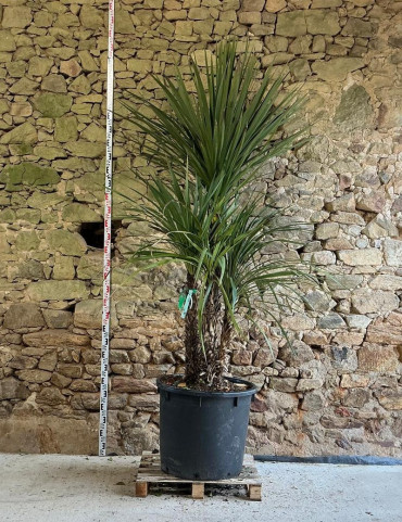 CORDYLINE australis - Cordyline Pot multi-troncs hauteur 200-250 cm