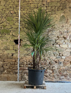 CORDYLINE australis - Cordyline Pot multi-troncs hauteur 200-250 cm
