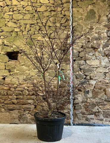 CORNUS controversa - Cornouiller des pagodes Pot buisson hauteur 175-200 cm