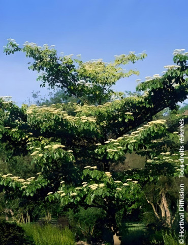 CORNUS controversa - Cornouiller des pagodes