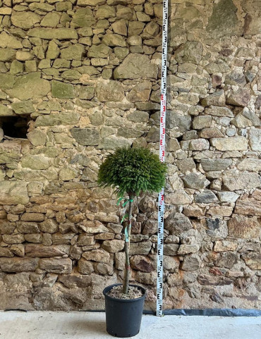 CRYPTOMERIA japonica GLOBOSA - Cèdre du Japon nain Pot tige hauteur du tronc hauteur 080-090 cm