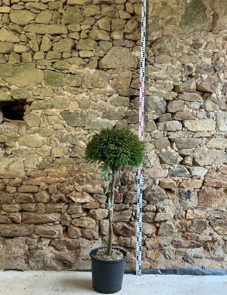CRYPTOMERIA japonica GLOBOSA - Cèdre du Japon nain Pot tige hauteur du tronc hauteur 080-090 cm