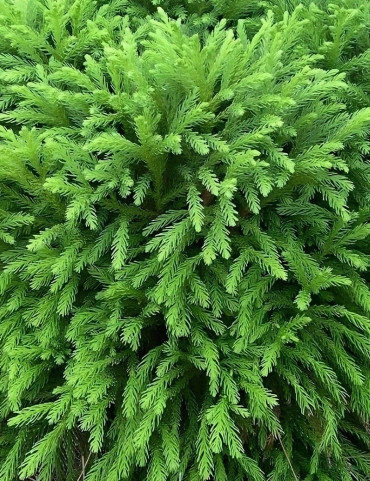 CRYPTOMERIA japonica GLOBOSA - Cèdre du Japon nain