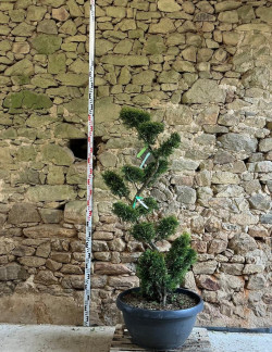 CUPRESSOCYPARIS leylandii CASTLEWELLAN GOLD - Cyprès de Leyland doré Pot bonsaï hauteur 160-180 cm