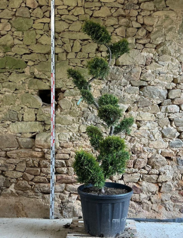 CUPRESSOCYPARIS leylandii CASTLEWELLAN GOLD - Cyprès de Leyland doré Pot bonsaï hauteur 180-200 cm