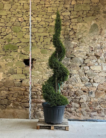 CUPRESSOCYPARIS leylandii CASTLEWELLAN GOLD - Cyprès de Leyland doré Pot spirale hauteur 200-225 cm
