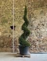 CUPRESSOCYPARIS leylandii CASTLEWELLAN GOLD - Cyprès de Leyland doré Pot spirale hauteur 200-225 cm
