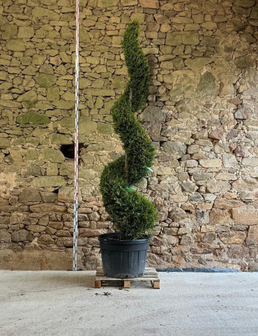 CUPRESSOCYPARIS leylandii CASTLEWELLAN GOLD - Cyprès de Leyland doré Pot spirale hauteur 250-270 cm