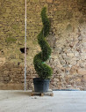 CUPRESSOCYPARIS leylandii CASTLEWELLAN GOLD - Cyprès de Leyland doré Pot spirale hauteur 250-270 cm
