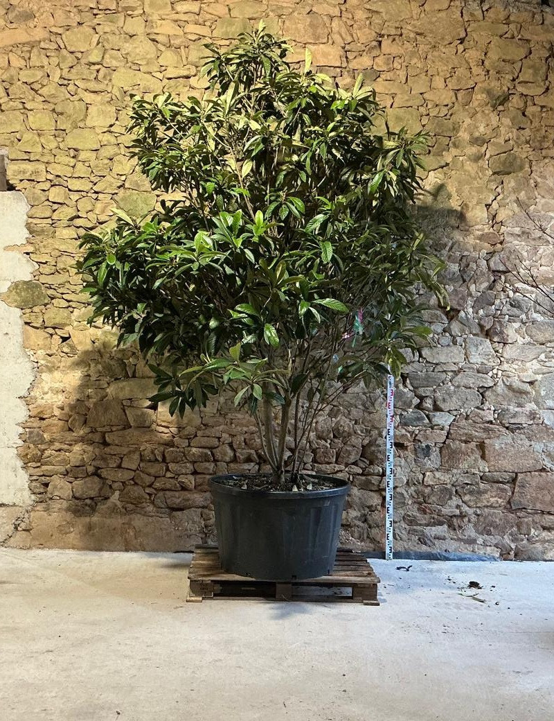 ERIOBOTRYA japonica - Néflier du Japon Pot multi-troncs extra hauteur 275-300 cm