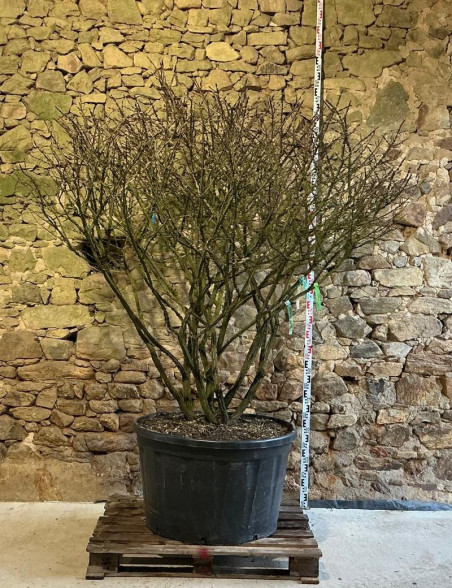 EUONYMUS alatus - Fusain à bois ailé Pot multi-troncs remontés extra hauteur 190-210 cm