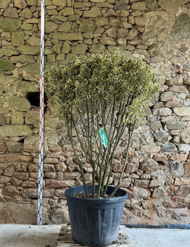 EUONYMUS japonicus BRAVO - Fusain du Japon Pot multi-troncs remontés hauteur 140-160 cm