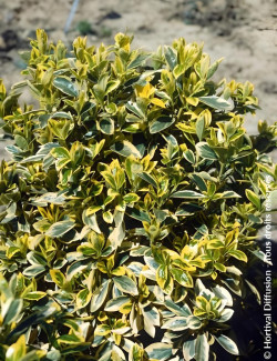 EUONYMUS japonicus BRAVO - Fusain du Japon