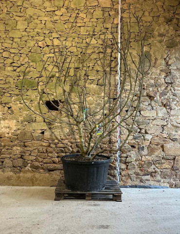 FIGUIER MADELEINE DES DEUX SAISONS - Ficus carica Pot multi-troncs remontés extra hauteur 225-250 cm
