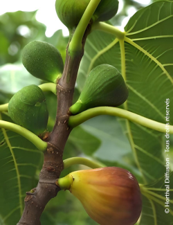 FIGUIER MADELEINE DES DEUX SAISONS - Ficus carica