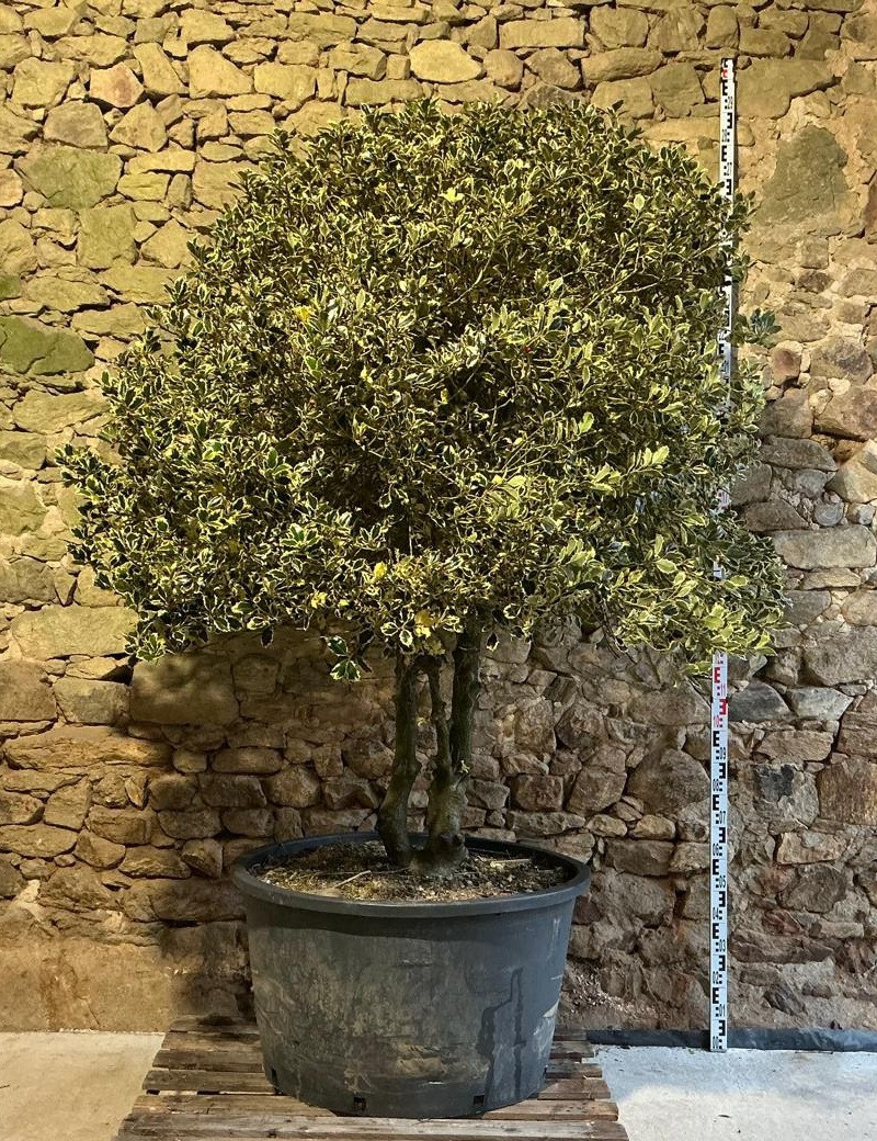 ILEX aquifolium ARGENTEA MARGINATA - Houx Pot multi-troncs remontés extra hauteur 190-210 cm
