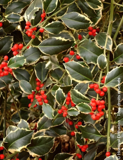 ILEX aquifolium ARGENTEA MARGINATA - Houx