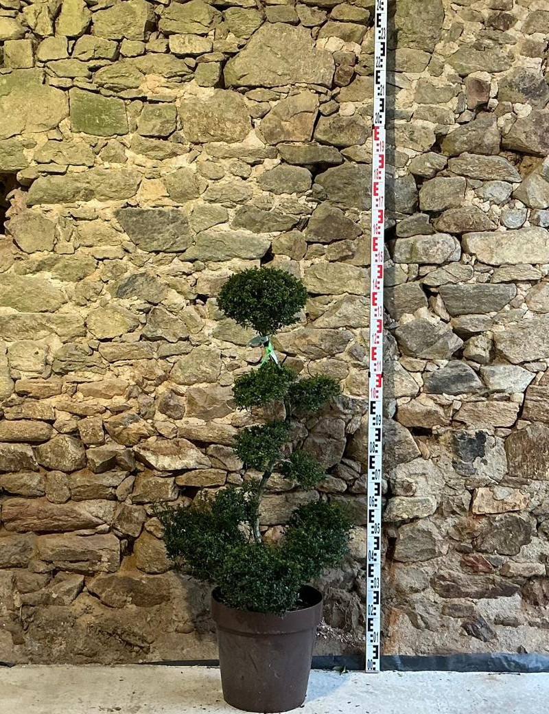 ILEX crenata KINME - Houx crénelé ou houx japonais Pot bonsaï hauteur 100-110 cm