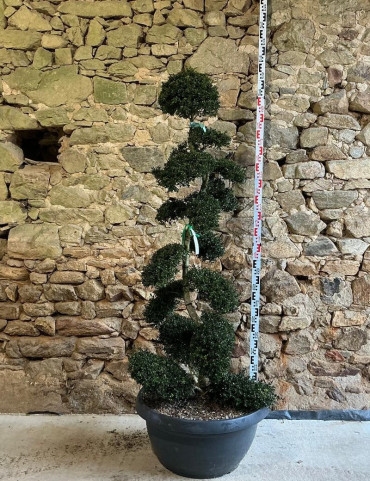ILEX crenata KINME - Houx crénelé ou houx japonais Pot bonsaï hauteur 160-180 cm