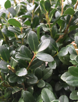 ILEX crenata - Houx