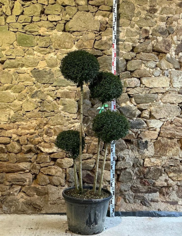 LIGUSTRUM delavayanum - Troène du Yunnan ou Troène à petites feuilles Pot pompons 4 boules hauteur 140-150 cm