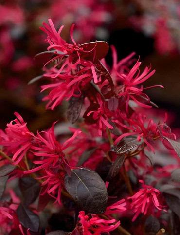 LOROPETALUM chinense BLACK PEARL - Loropétale de Chine