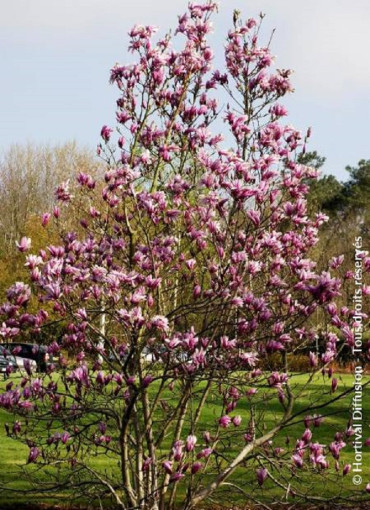 MAGNOLIA SUSAN - Magnolier