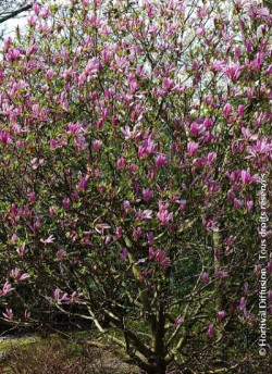 MAGNOLIA SUSAN - Magnolier