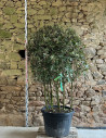 PHOTINIA fraseri PINK MARBLE® - Photinia Pot multi-troncs remontés hauteur 140-160 cm