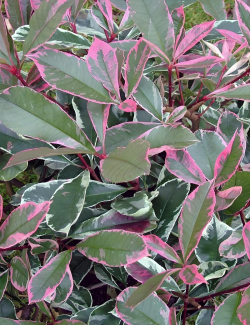 PHOTINIA fraseri PINK MARBLE® - Photinia