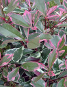 PHOTINIA fraseri PINK MARBLE® - Photinia