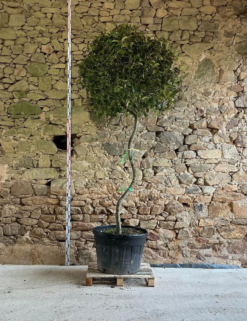 PHOTINIA fraseri RED ROBIN - Photinia Pot tige formée en S hauteur 225-250 cm