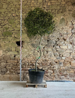 PHOTINIA fraseri RED ROBIN - Photinia Pot tige formée en S hauteur 225-250 cm