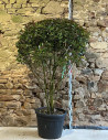 PHOTINIA fraseri RED ROBIN - Photinia Pot multi-troncs remontés hauteur 140-160