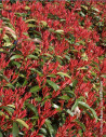 PHOTINIA fraseri RED ROBIN - Photinia