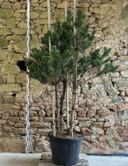 PINUS sylvestris - Pin sylvestre Pot multi-troncs hauteur 175-200 cm