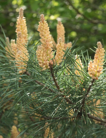 PINUS sylvestris - Pin sylvestre