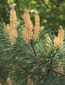 PINUS sylvestris - Pin sylvestre