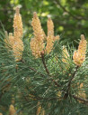 PINUS sylvestris - Pin sylvestre