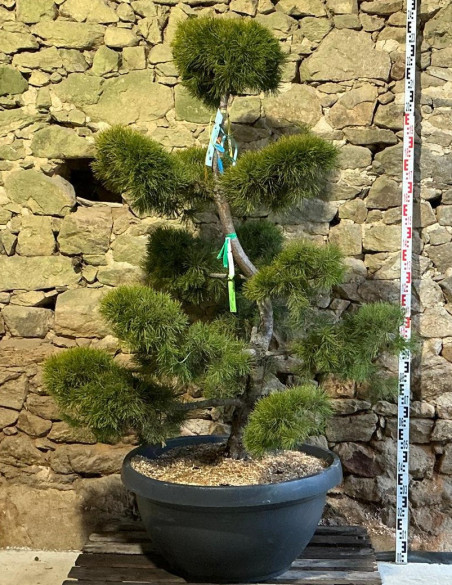 PINUS sylvestris - Pin sylvestre En pot forme bonsaï hauteur 160-180 cm