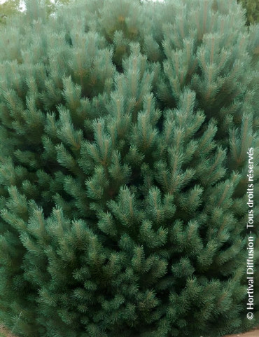 PINUS sylvestris WATERERI - Pin sylvestre nain