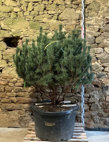 PINUS sylvestris WATERERI - Pin sylvestre nain Pot multi-troncs remontés hauteur 120-140 cm