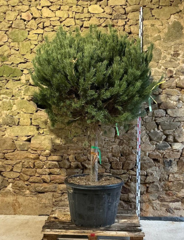 PINUS sylvestris WATERERI - Pin sylvestre nain Pot tige hauteur du tronc 090-110 cm hauteur 180-200