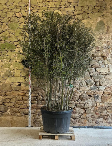 QUERCUS ilex - Chêne vert Pot multi-troncs remontés hauteur 175-200 cm